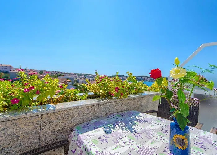 Maslina 特罗吉尔