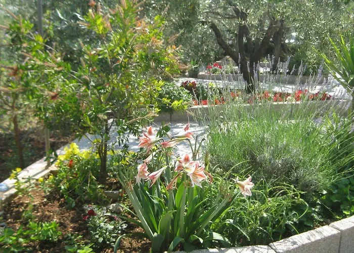 Maslina * 特罗吉尔