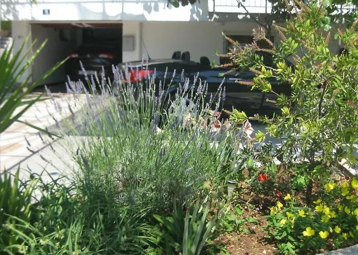 Maslina * 特罗吉尔